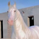 Animaltv11