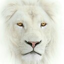 WhiteLion528