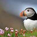 problematicBird