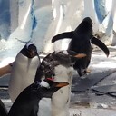 ICPenguins