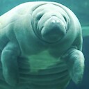 moonlightmanatee