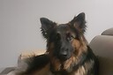 Cody_hybrid_advisor