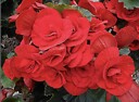 Rubybegonia1