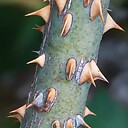 ZuzuThorns