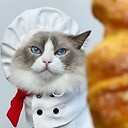 MeowChefPuff