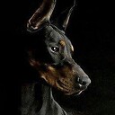 DobermannFR