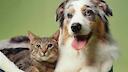 dogdcats