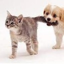 AnimalFunnyVideosLV