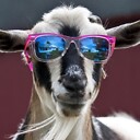 goatsrcool