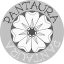 Pantaura