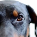 rileydobe