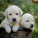 puppyworldlovers