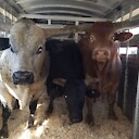 3SBuckingBulls