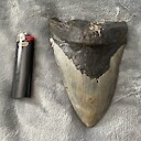 Megalodon5