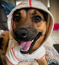 LyraTheWanderDog