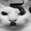 kitlercel