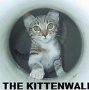 TheKittenWalk