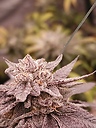 Blazinganjafarmer