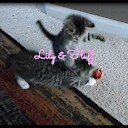 LilyandFluff