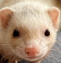 iloveferret123