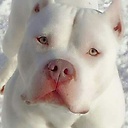 PitBull7