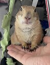 Poppy_the_Prairie_Dog