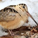 MajesticAmericanWoodcock