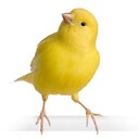 CanaryCovid