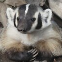 BalteringBadger