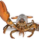 CanadianLobster