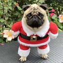 MosesThePug