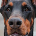 dobermans3