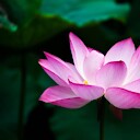 AmbientLotus