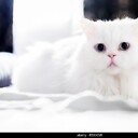 BeautifulAnimals07