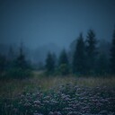 EagleFlyFree