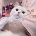 wjbjswbid111