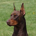 doberpax