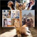 Fpets