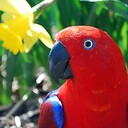 SquawkyParrot