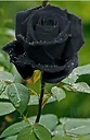 Blackrose_2233