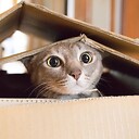 FunnyAnimalsVideo0