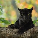 Bagheera1