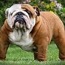 Britishbulldog7