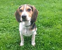 FloppyBeagle926