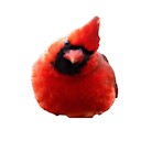 campcardinal