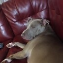 letsleepingdogslie