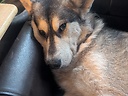 SkittenHund