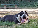 NorCalPitbulls