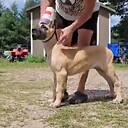 Broken1groomer