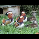 Bluegrass_Waterfowl_Farm